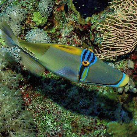 Enosis - Kalypso Flat Apartman Ajía Ána