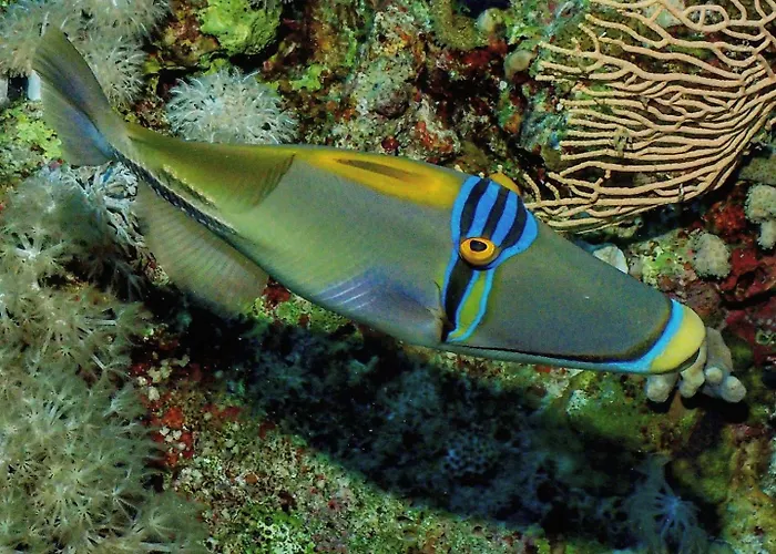 Enosis - Kalypso Flat Διαμέρισμα Αγία Άννα